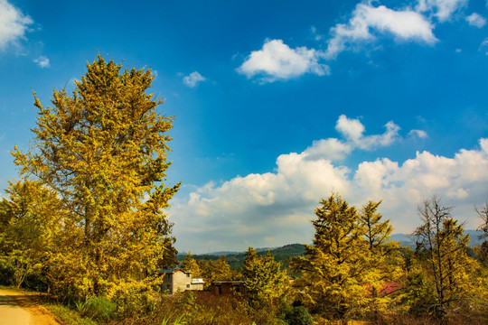 银杏树