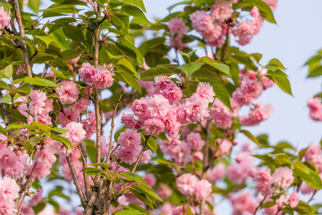 日本樱花