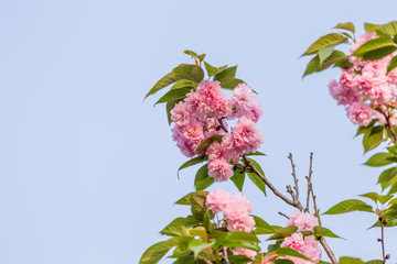 日本樱花