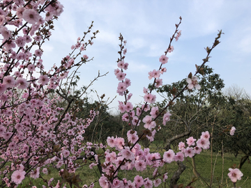 梅花