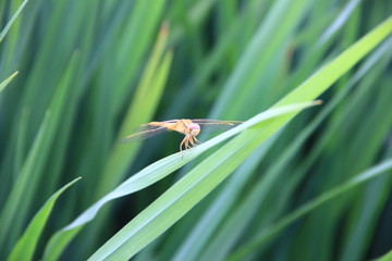 稻叶蜻蜓