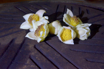 金花茶