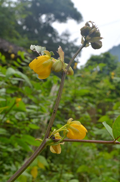 决明子花