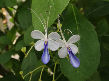 蓝蝴蝶花