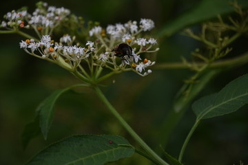 蜜蜂