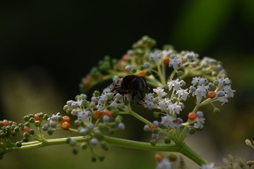 蜜蜂