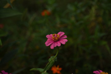 多花百日菊