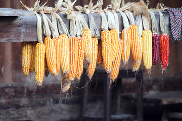 侗寨丰收的玉米
