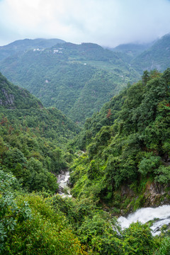 茂密青山