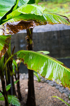 雨打芭蕉