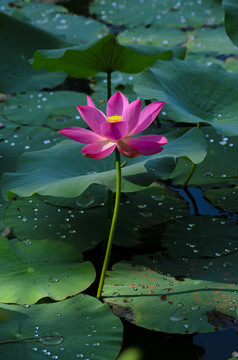 雨后荷