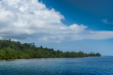 海岛海边椰树林
