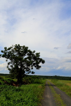 田野里的树