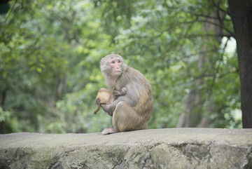 母猴抱小猴