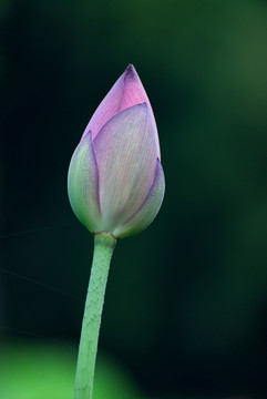 荷花花苞