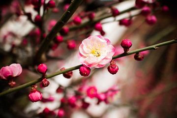 唯美梅花花枝