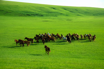 草原夏季马群