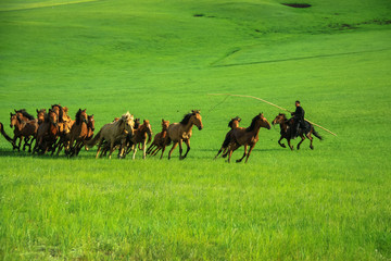 夏季草原上奔跑的马群