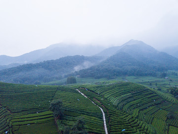 龙井茶山