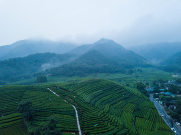 龙坞茶山