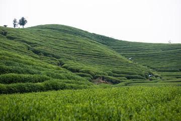 龙井茶