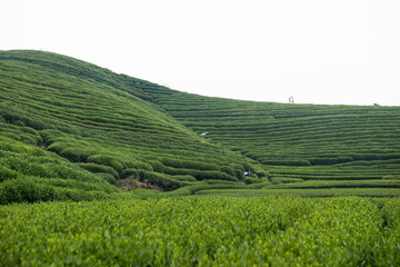 龙坞茶山