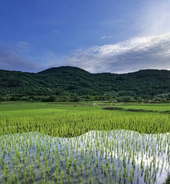 早晨的田园风光