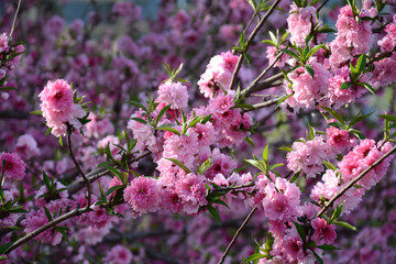 花朵花枝