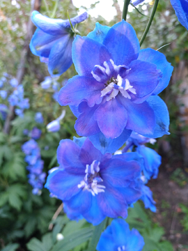 鸽子花