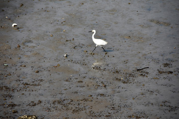 鼓浪屿白鹭