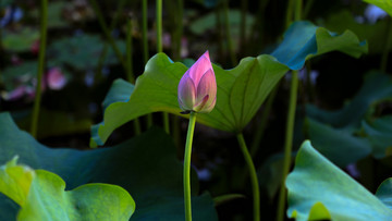 荷花莲花