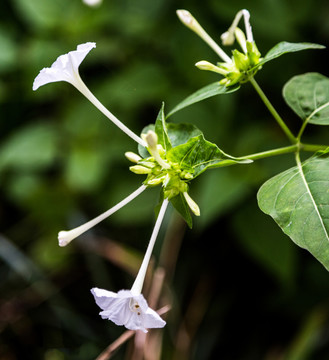 草茉莉