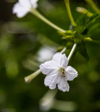 草茉莉