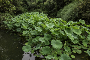 成都杜甫草堂