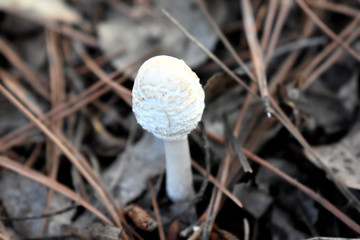 小蘑菇摄影