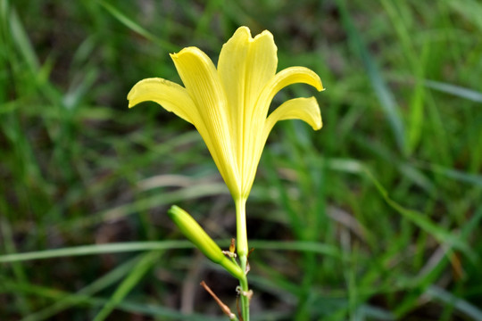 黄花菜特写