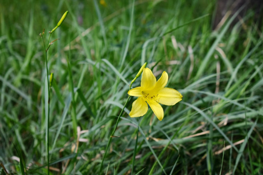 黄花菜素材