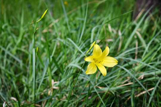 黄花菜