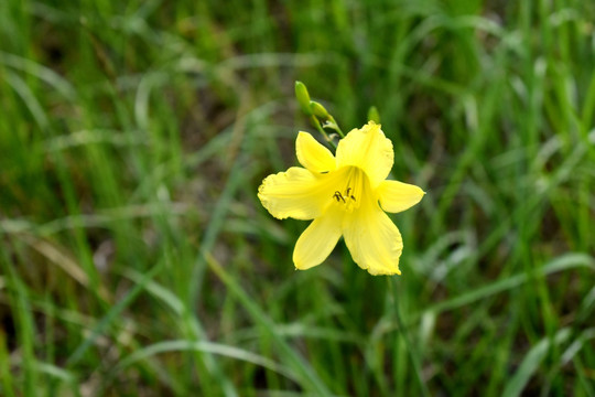 黄花菜素材