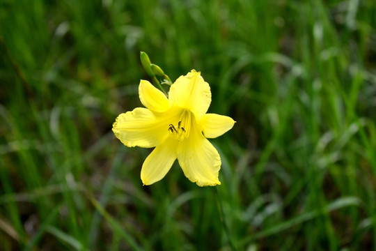 黄花菜