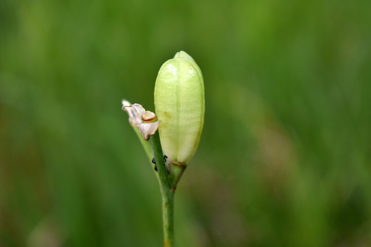 黄花菜籽