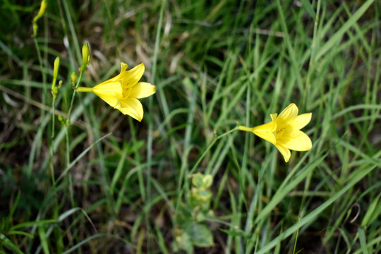 黄花菜