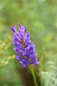 斜茎黄芪素材