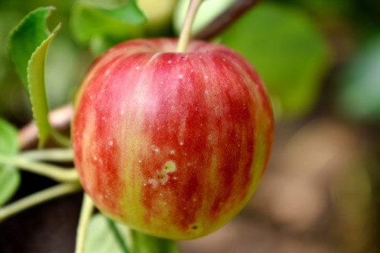 果树园苹果