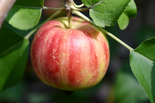 果园苹果高清图