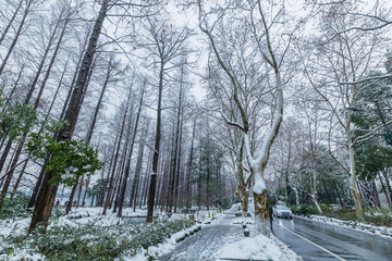 西湖雪景