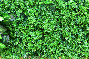 绿草植物装饰墙