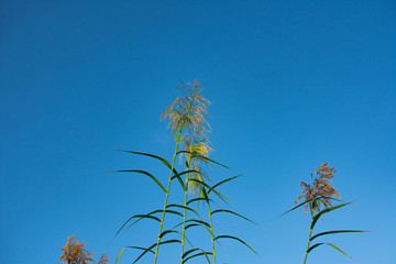 芦苇蓝天白云