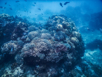 印度尼西亚巴厘岛蓝梦岛水下