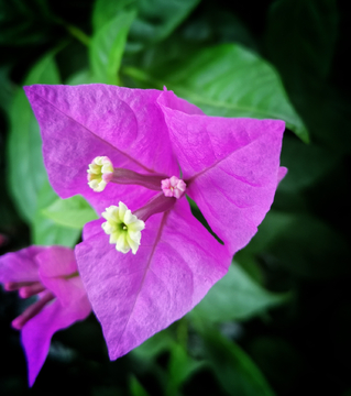 叶子花